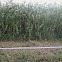 Corn/Maize/Elote