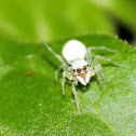 White Jumping Spider