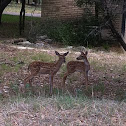 Baby deer