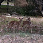 Baby deer