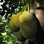 Jackfruit