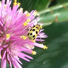 Spotted cucumber beetle