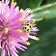 Spotted cucumber beetle