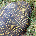 Florida Box Turtle