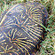 Florida Box Turtle