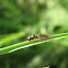 Fly