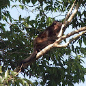 mantled Howler monkey