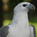 White-Bellied Sea Eagle