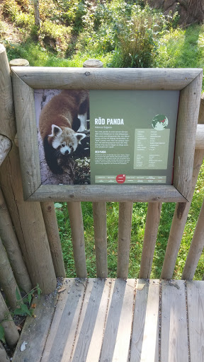 Röd Panda på Kolmården 