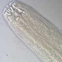Halichoanolaimus