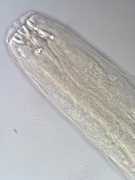 Spotting Image 1