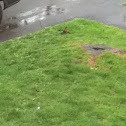 American Robin