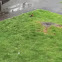 American Robin