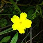 Winter jasmine