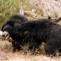 Sloth bear