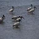 Black Headed-Ibis