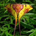 Malaysian moon moth