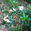 Mountain laurel
