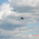 Turkey Vulture
