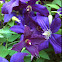 Clematis "Polish Sky's"