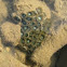 Button Polyps
