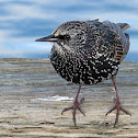 Starling