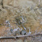 Pickerel Frog
