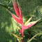 Heliconia arrasa lane