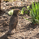 European Starling (juvenile)