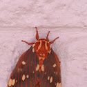 Regal Moth