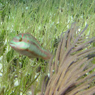 Clown Wrasse