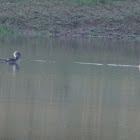 Hooded Merganser