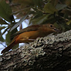 Summer Tanager (female)