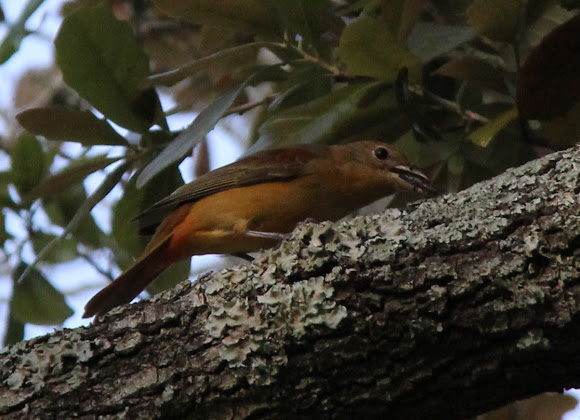 Spotting Image 1