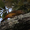 Summer Tanager (female)
