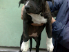 Cachorros American Bully