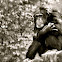 Chimpanzee