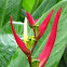 heliconia