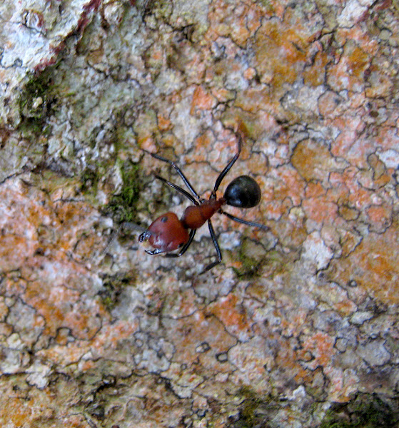 Arboreal Ants Project Noah