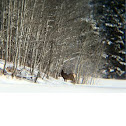 Elk
