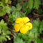 Ranúnculo. Buttercup