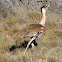 Australian Bustard