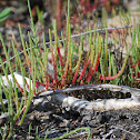 Glasswort