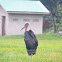 Marabou stork