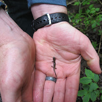 ESA 2012 Bioblitz