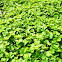 Garden Strawberry