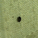 Rug weevil