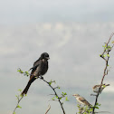 Black drongo