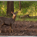 Sambar Deer