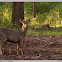 Sambar Deer